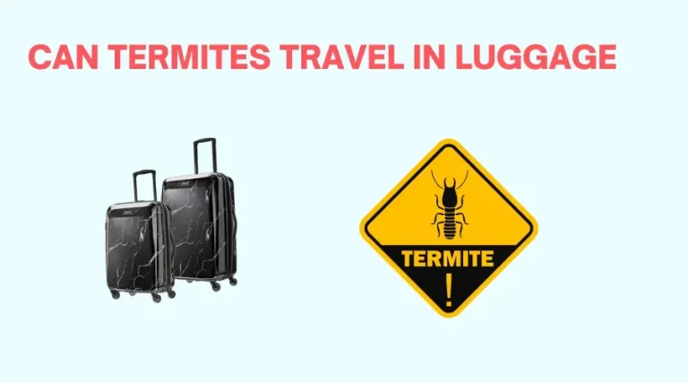 Can Termites Travel in Luggage